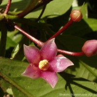 Ardisia solanacea Roxb.